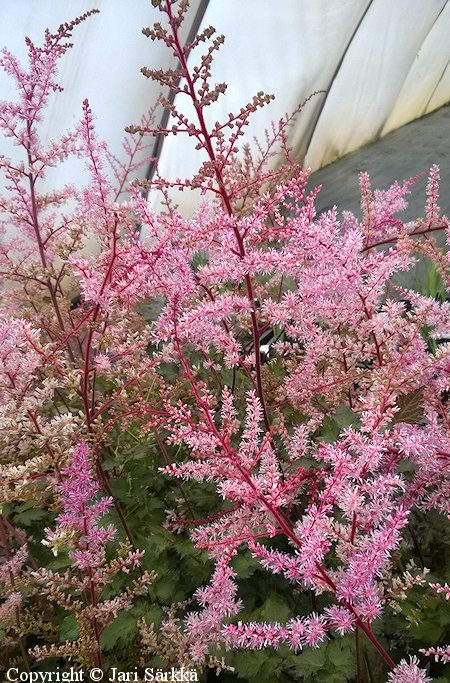 Astilbe Arendsii-Ryhm 'Color Flash', tarhajalonagervo